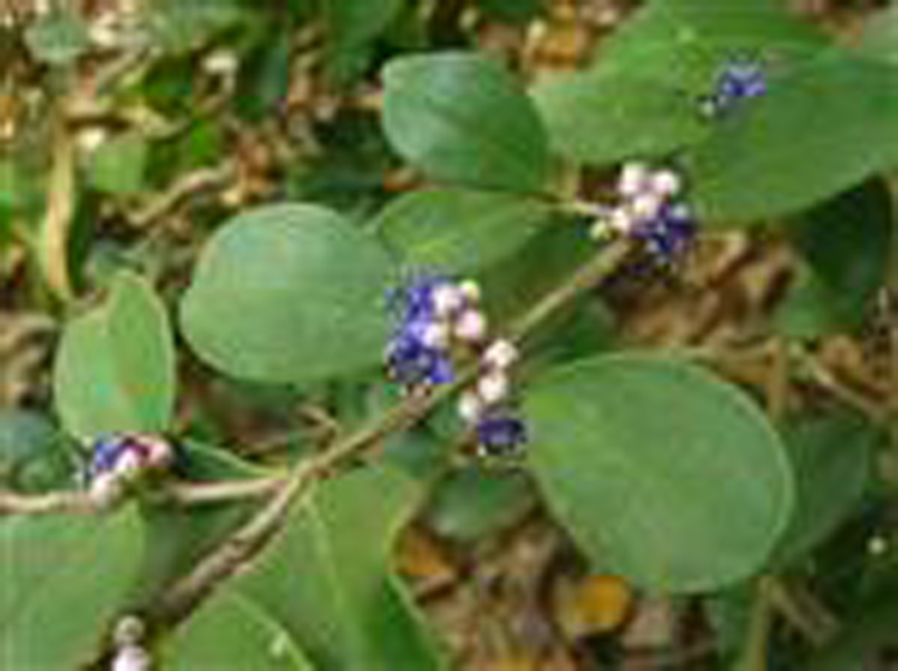  p>滇谷木( a href="#" data-lemmaid="8074290">学名 /a>:memecylon