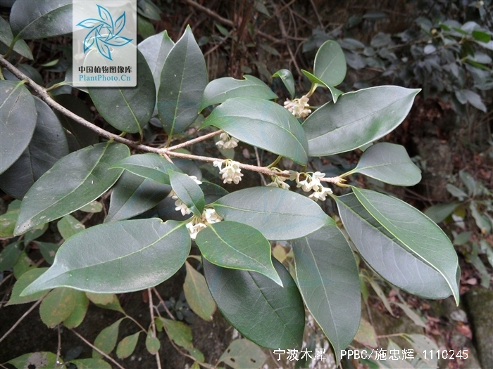  p>宁波木犀(学名: i>osmanthus cooperi /i> hemsl.