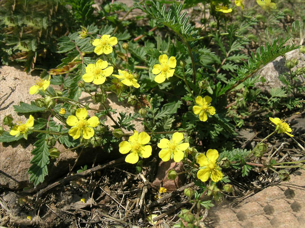  p>多茎委陵菜(学名: i>potentilla multicaulis /i> bge.
