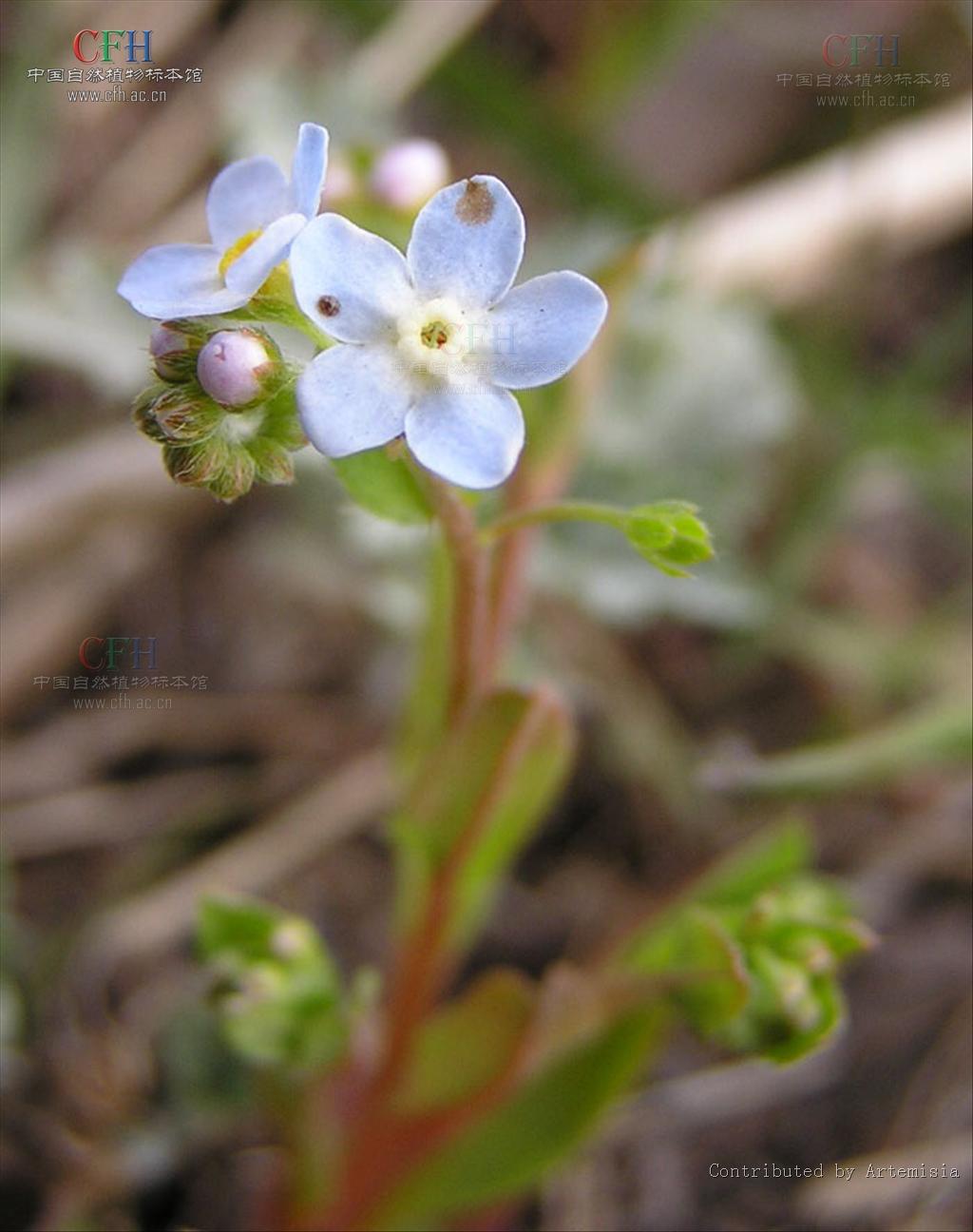  p>附地菜(学名: i>trigonotis peduncularis /i>)为 a href="#" data