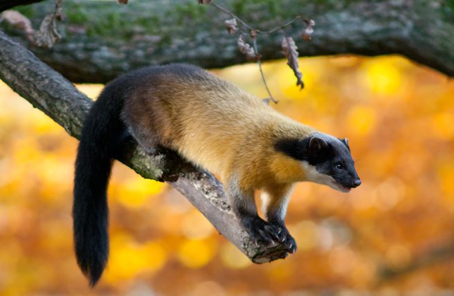  p>黄喉貂(学名: i>martes flavigula /i>):共有10个 a target="