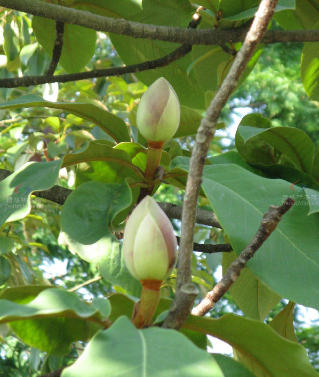  p>大叶木莲(学名: i>manglietia megphylla /i> hu et cheng)是木兰