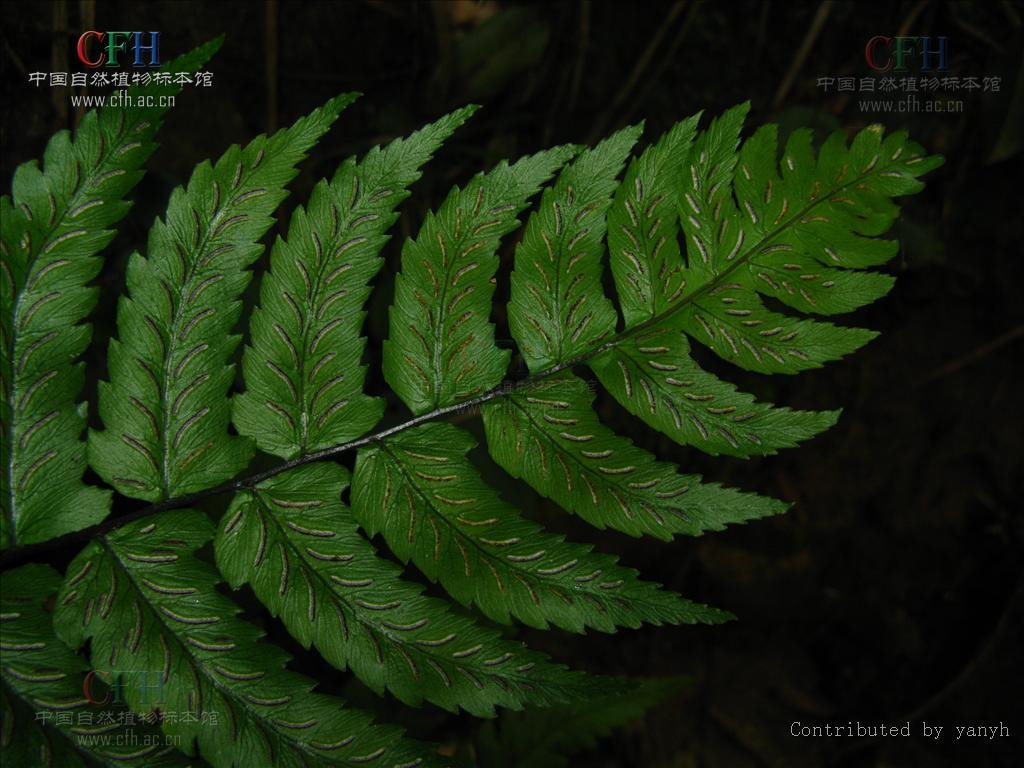 allantodia metteniana (miq.) ching