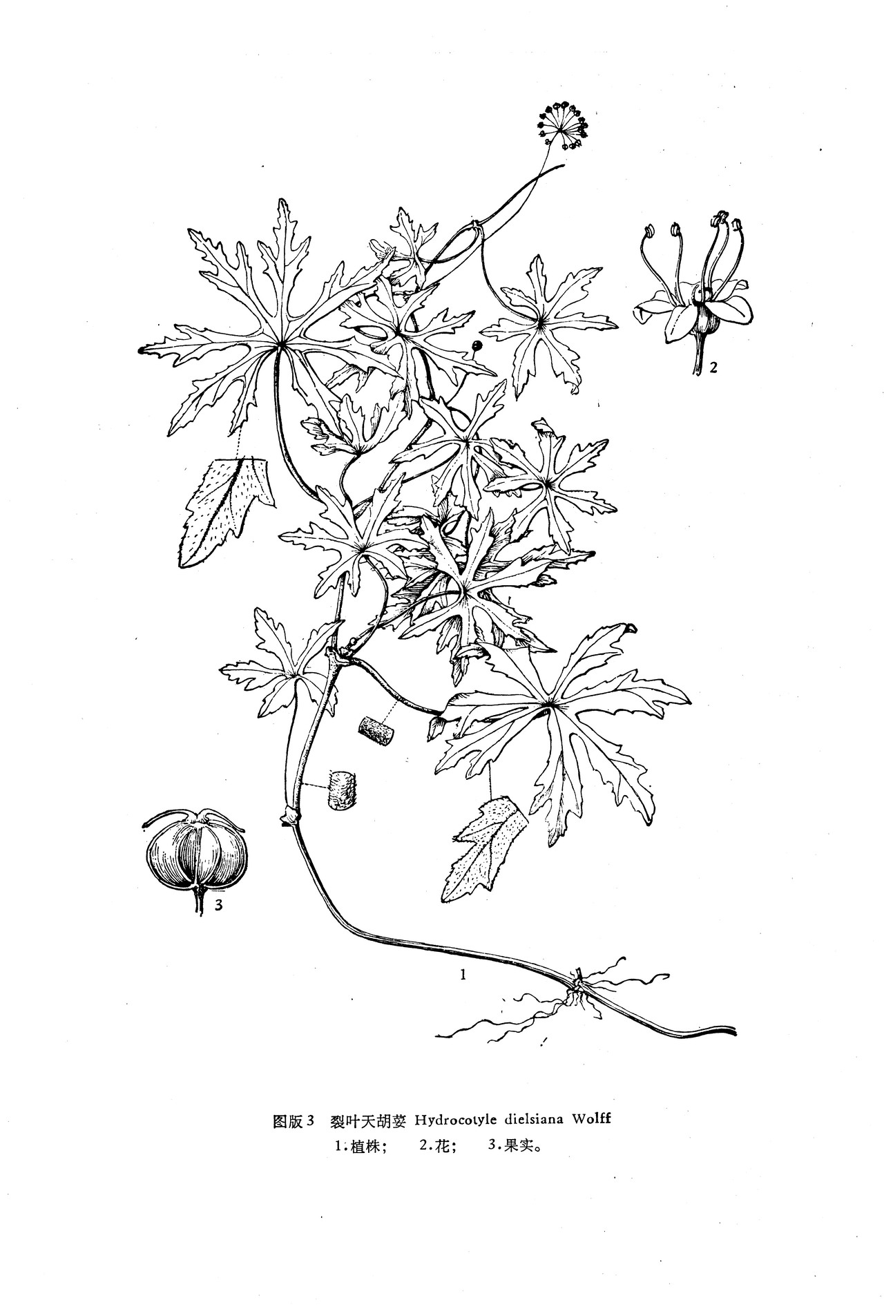  p>裂叶天胡荽(学名:hydrocotyle dielsiana)是伞形科天胡荽属植物,茎