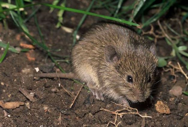  p>普通田鼠(学名:microtus arvalis)体长126~128mm,吻部短而钝,耳壳