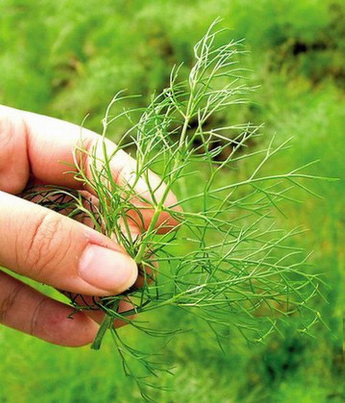  p>莳萝(学名:anethum graveolens l.)是伞形科莳萝属植物.