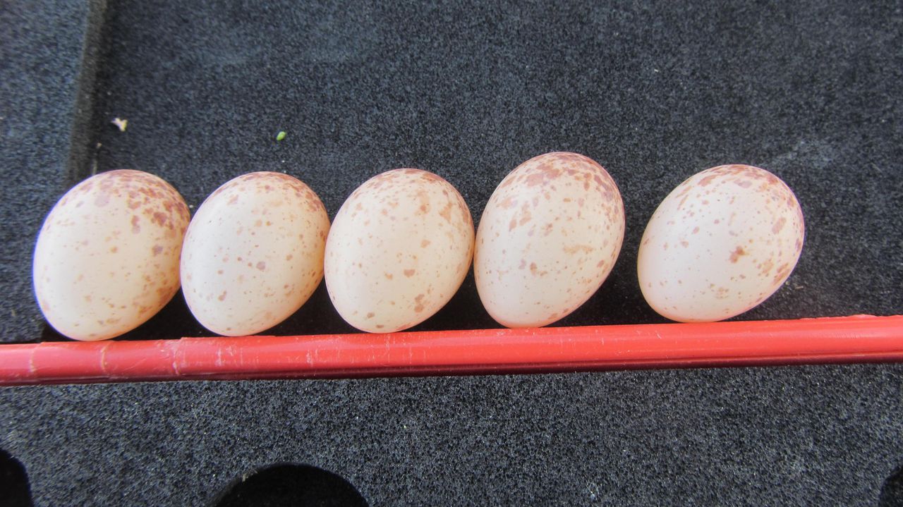  p data-id="gn3kundlrz">卵序即鸟类和爬行类等产卵动物在繁殖期产卵