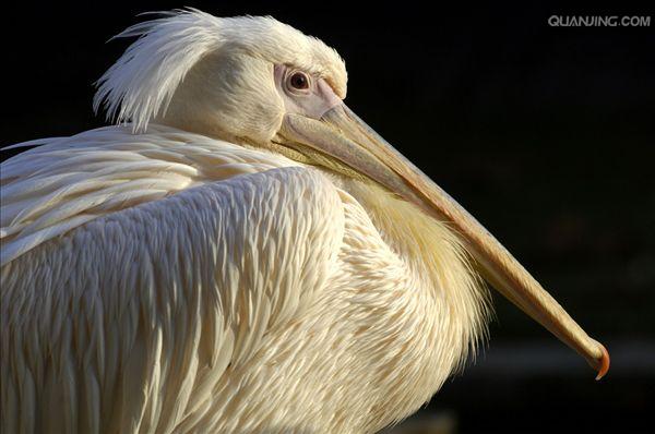 pelecanus onocrotalus