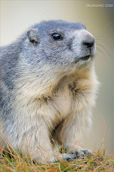  p>喜马拉雅旱獭(学名: i>marmota himalayana /i>)别名哈拉, a href=