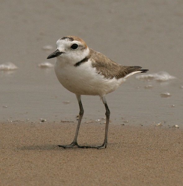charadrius dealbatus