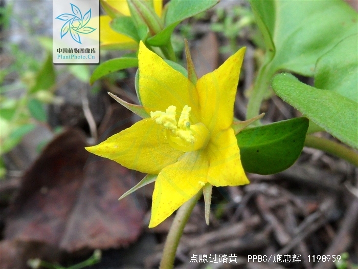  p>点腺过路黄,中药名.