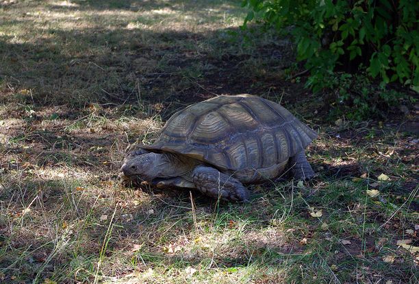 african spurred tortoise