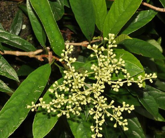 f. et thoms.)是虎耳草科冠盖藤属植物.