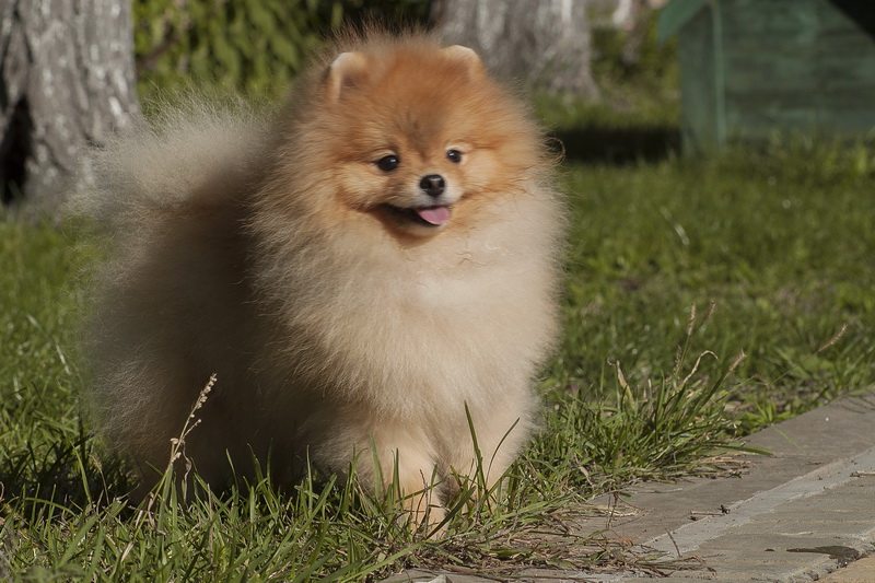  p>哈多利系博美犬(pomeranian),也就是所谓的英系博美.