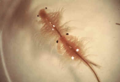  p>卤虫(brine shrimp)也称盐水 a>丰年虫 /a>.