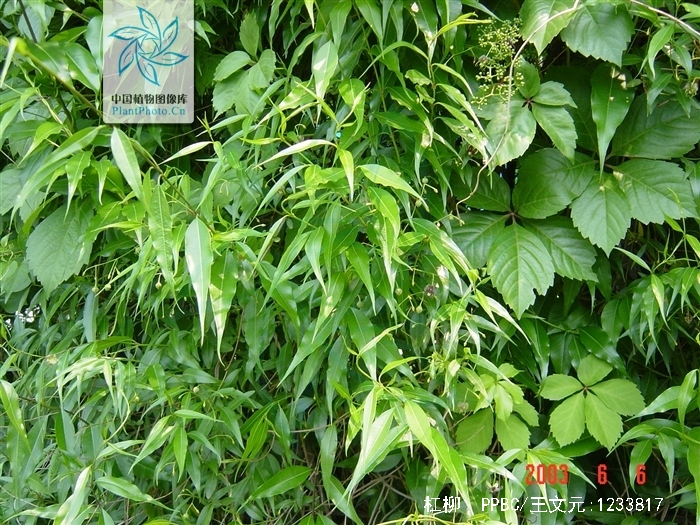 periploca sepium bunge