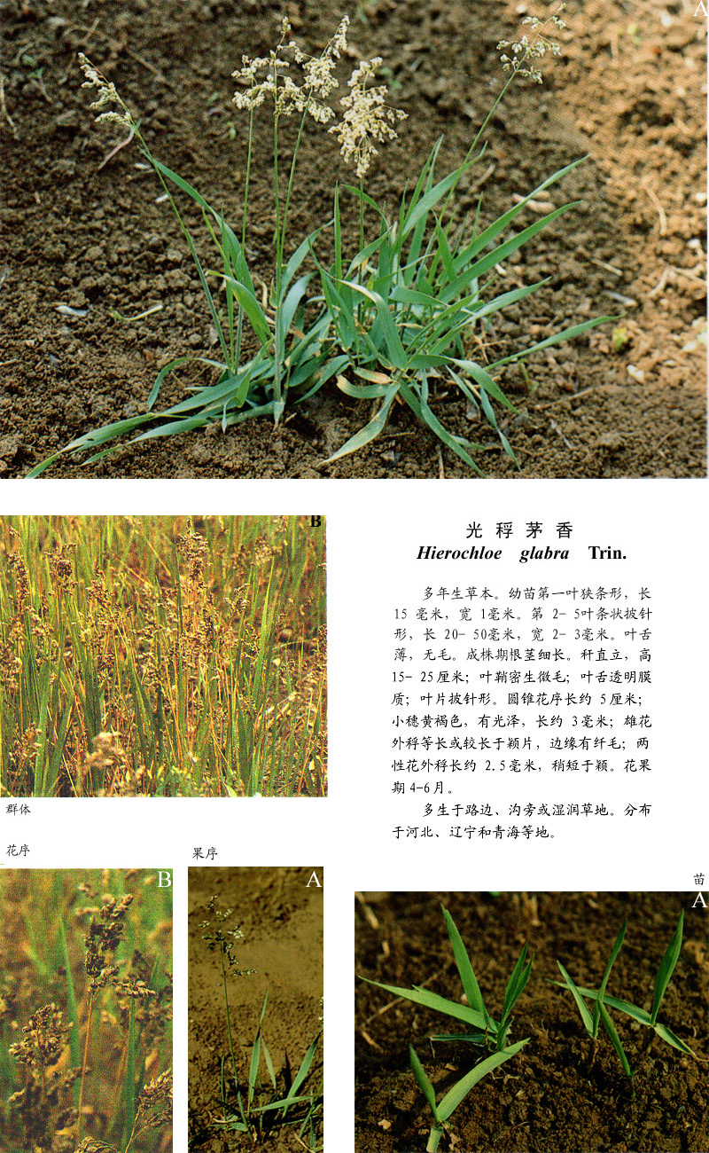 e. hubb.)是禾本科下一个属,模式种:假牛鞭草,产欧洲. /p>