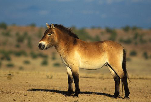  p>普氏野马(学名: i>equus ferus /i>, i>equus ferus /i>  ssp.