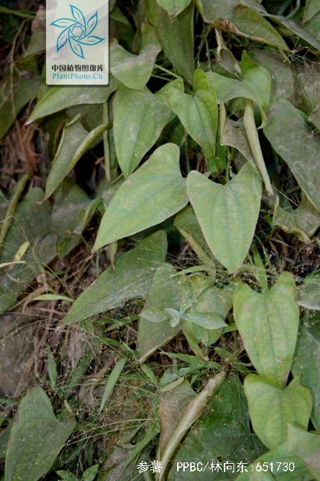  p>毛薯,中药名.为薯蓣科薯蓣属植物参薯 i>dioscorea alata /i> l.