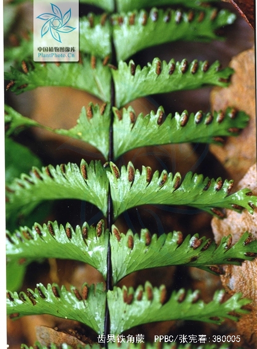  p>齿果铁角蕨(学名: i>asplenium cheilosorum /i> kunze ex mett)是