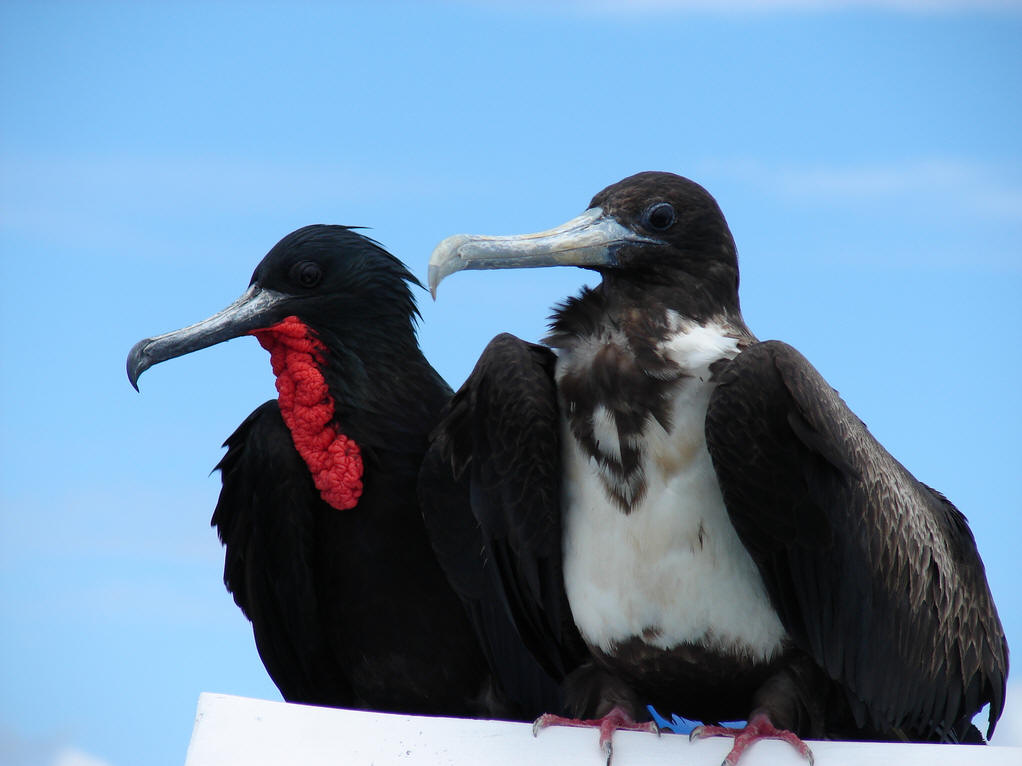 frigate bird