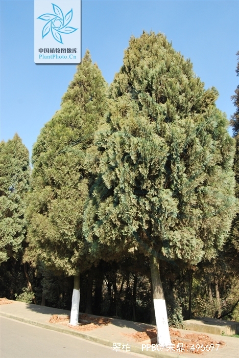  p>翠柏(学名: i>calocedrus macrolepis /i> kurz)是柏科,翠柏属 a