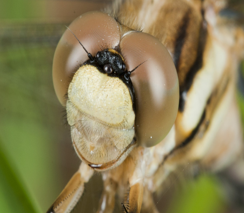 复眼中的小眼面一般呈六角形. /p>