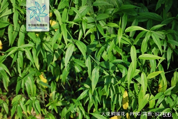 ben),别名扭序花,竹节黄(王),柔刺草,鸡骨草,小接骨等,嫩茎叶,嫩梢可