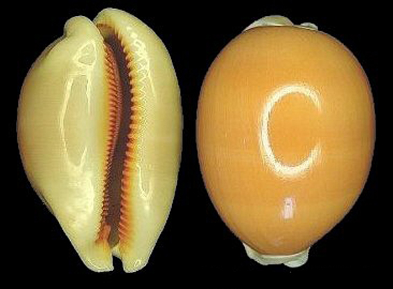  p>黄金宝螺(学名:lyncina aurantium aurantium)是腹足钢宝螺科的