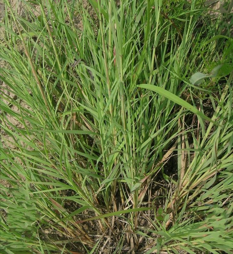 糙隐子草
