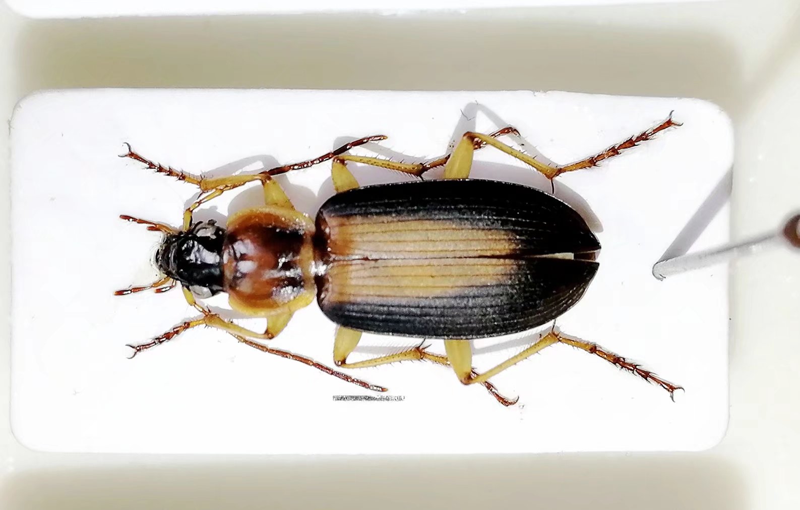  p>步甲科是隶属于鞘翅目肉食 亚目,是鞘翅目第三