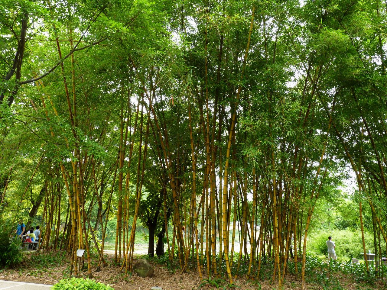  p>桂竹(学名: i>phyllostachys bambusoides  /i>sieb. et zucc.