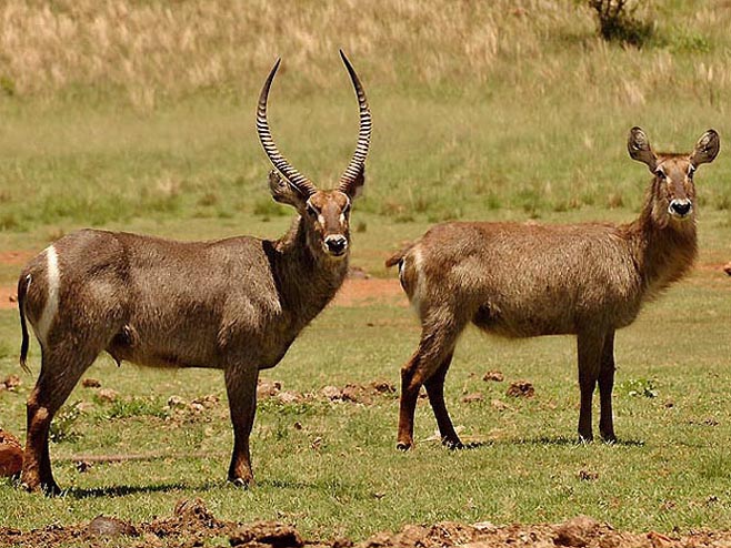  p>牛科( i>bovidae /i>)又叫洞角科,该科动物的角中空,不分叉,固定不