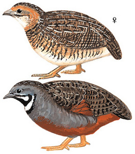 蓝胸鹑爪哇亚种