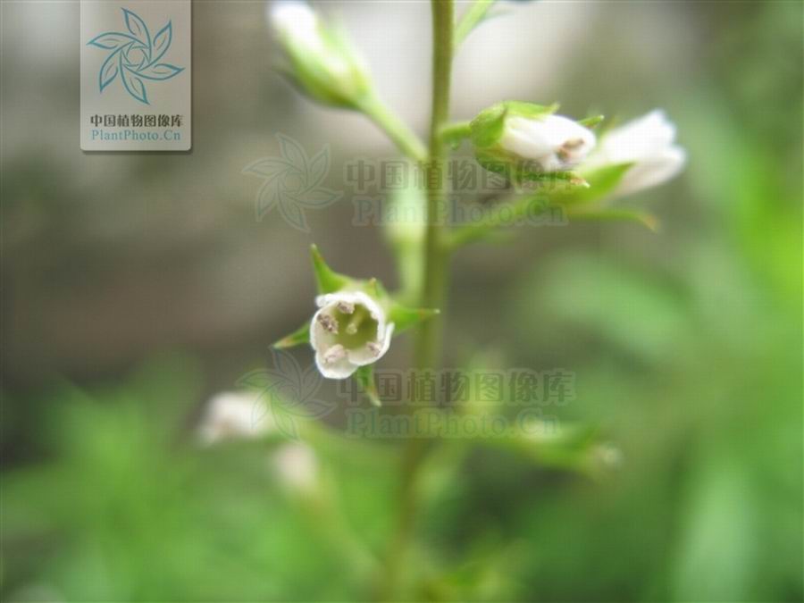 云贵腺药珍珠菜