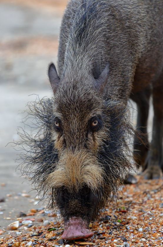  p>婆罗洲须猪(学名: i>sus barbatus /i>):是猪科,猪属的中型 a