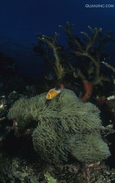 具有钙质骨骼的 a href="#" data-lemmaid="1656626">六射珊瑚 /a>