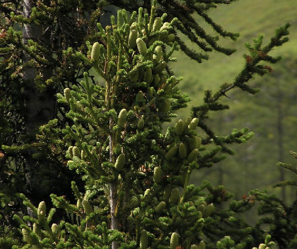  p>新疆冷杉(学名:abies sibirica)又名西伯利亚冷杉,是冷杉属下的一