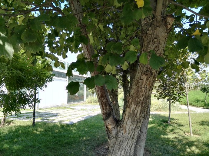  p>大叶朴(学名: i>celtis koraiensis /i> nakai)是 a>榆科 /a>朴属