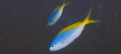  p>黄梅鲷(学名:caesio erythrogaster)为笛鲷科梅鲷属的鱼类,俗名赤