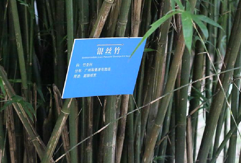 bambusa var.silverstripe