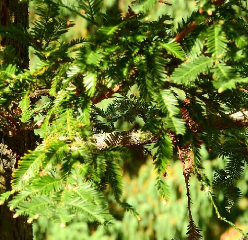  p>北美红杉(学名: i> i>sequoia sempervirens /i> /i> (lamb.