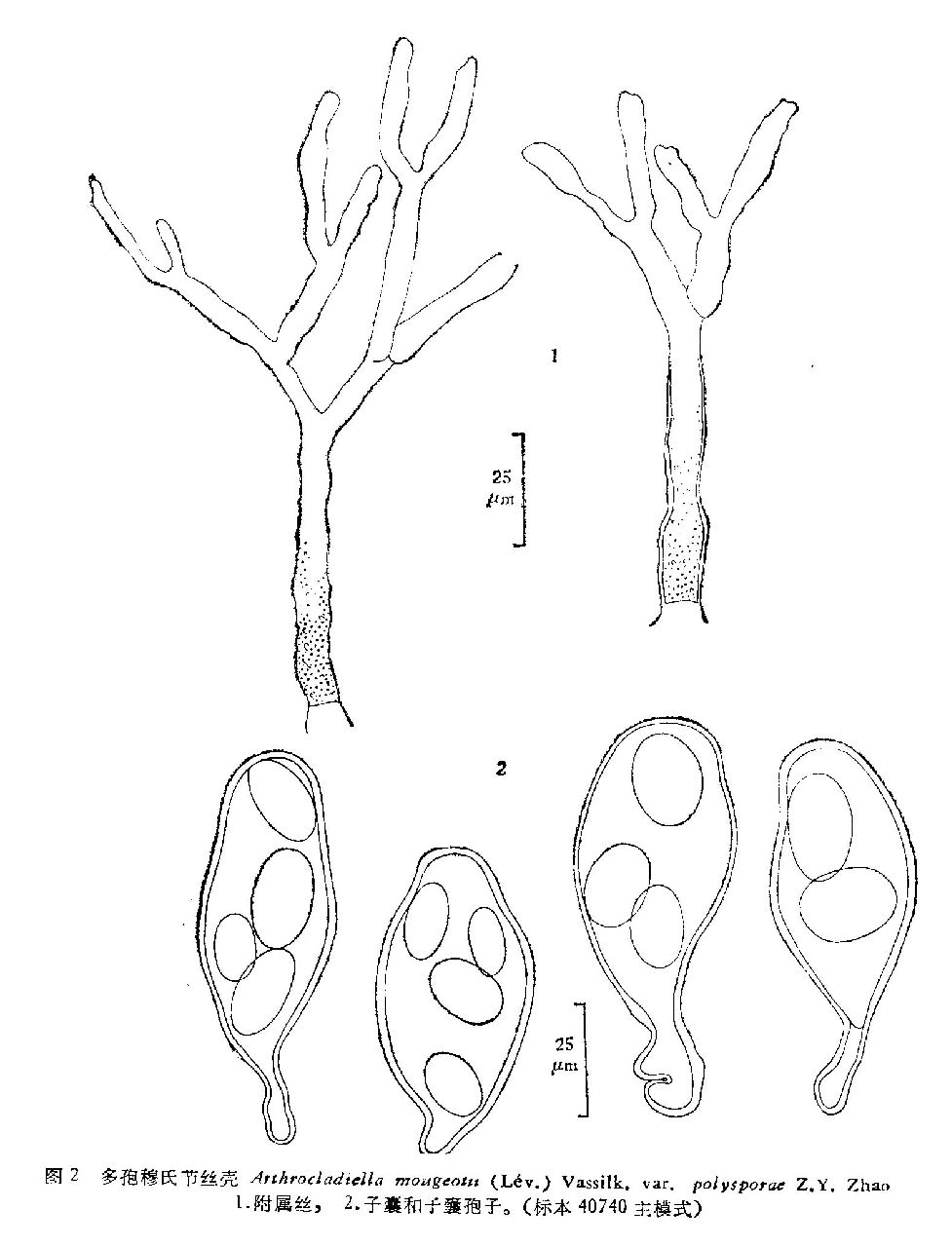  p>菌丝体叶的两面生,存留,开始形成近圆形的白色斑片,后来长满全叶