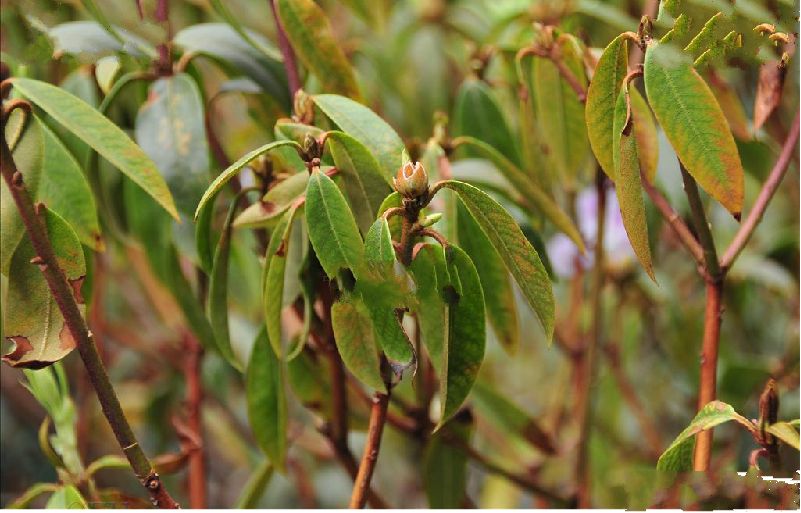  p> a href="#" data-lemmaid="2387964">栎叶杜鹃 /a>(学名: i>