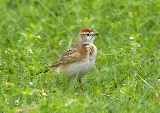  p>红顶短趾百灵(学名: i>calandrella cinerea /i>)是百灵科,短趾