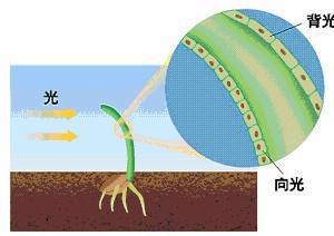 向光性_百度百科