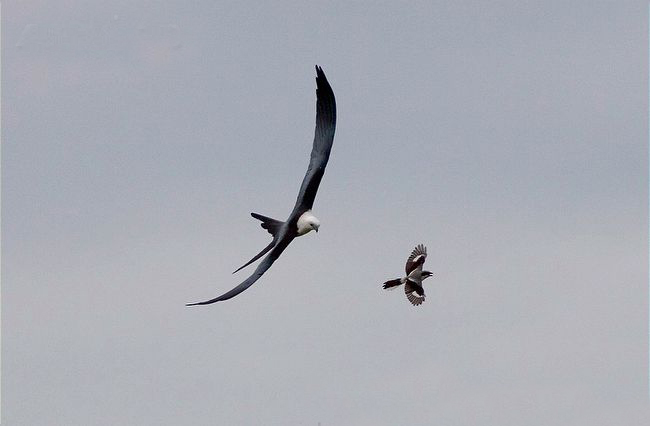  p>燕尾鸢(学名: i>elanoides forficatus /i>)为鹰科的 a href="#"