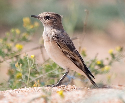  p>斑鵖属于 a href="#">鸫科 /a>鵖属鸟类,分布于欧亚大陆及非洲北部
