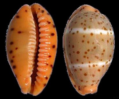  p>双线宝螺(学名:palmadusta lutea lutea)是腹足纲宝螺科的 a href=