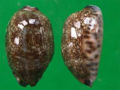  p>花枕宝螺(学名:mauritia eglantina)是 a href="#">腹足纲 /a> a